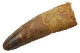 Fossil Spinosaurus Tooth - Feeding Worn Tip #349776-1